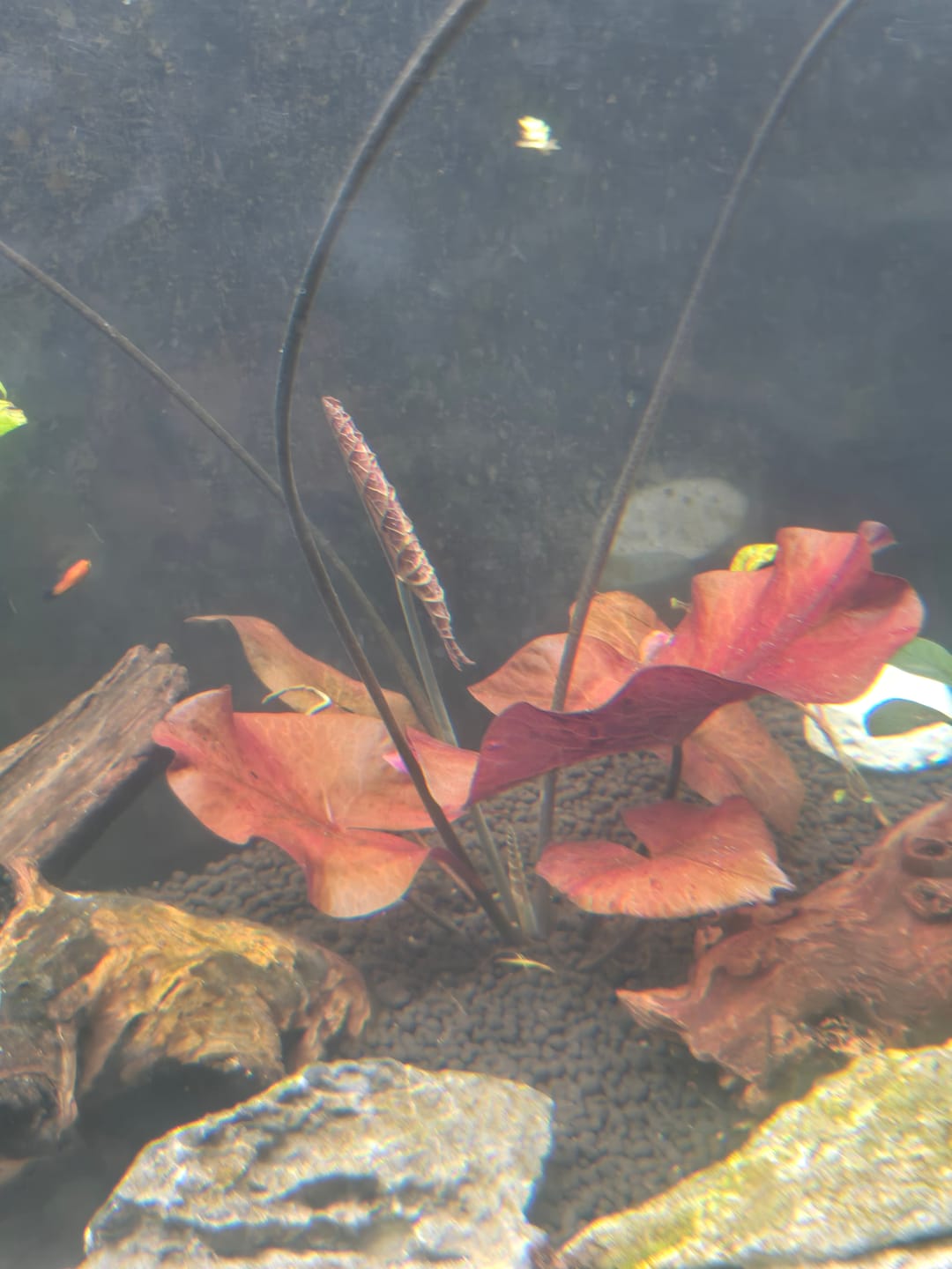 Customer photo review of Dwarf Aquarium Lily (Nymphaea stellata)