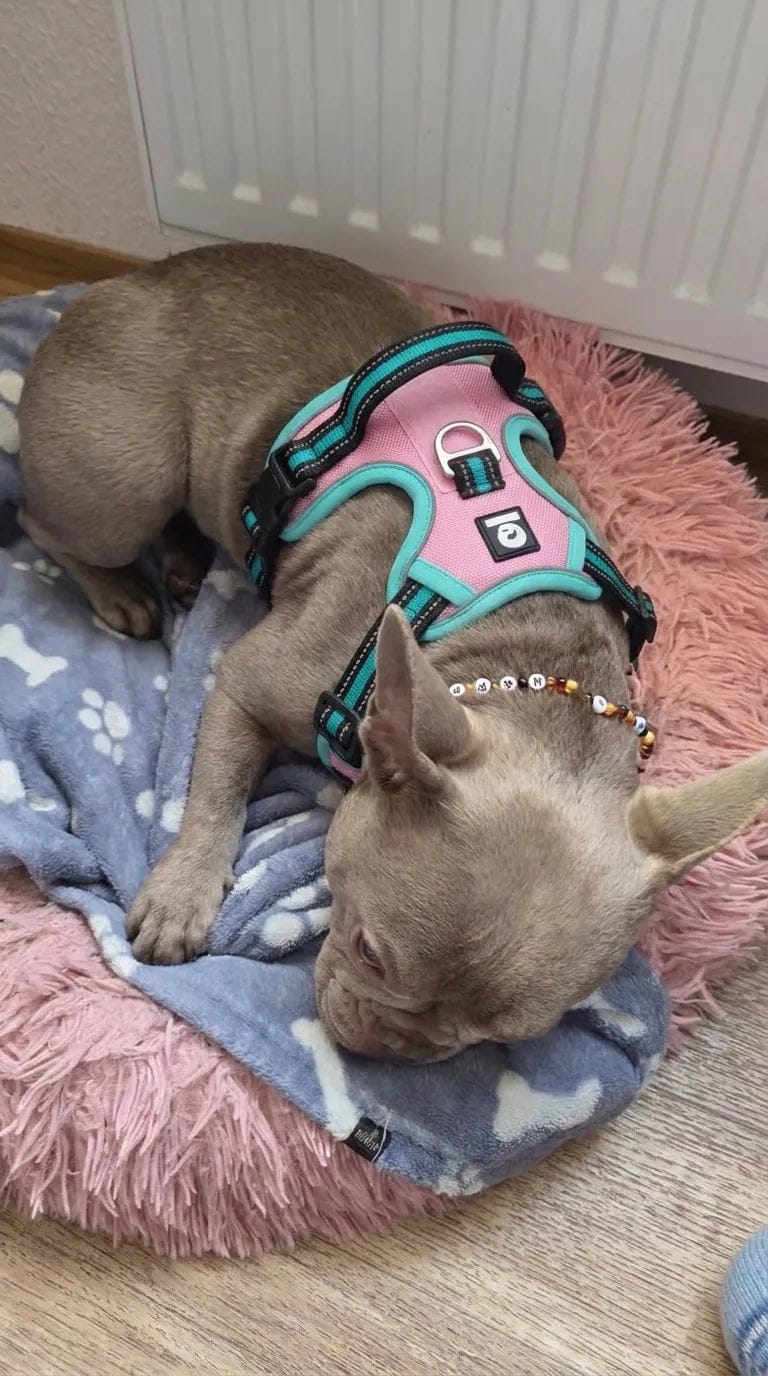 Customer photo review of Harnais anti-traction pour chien