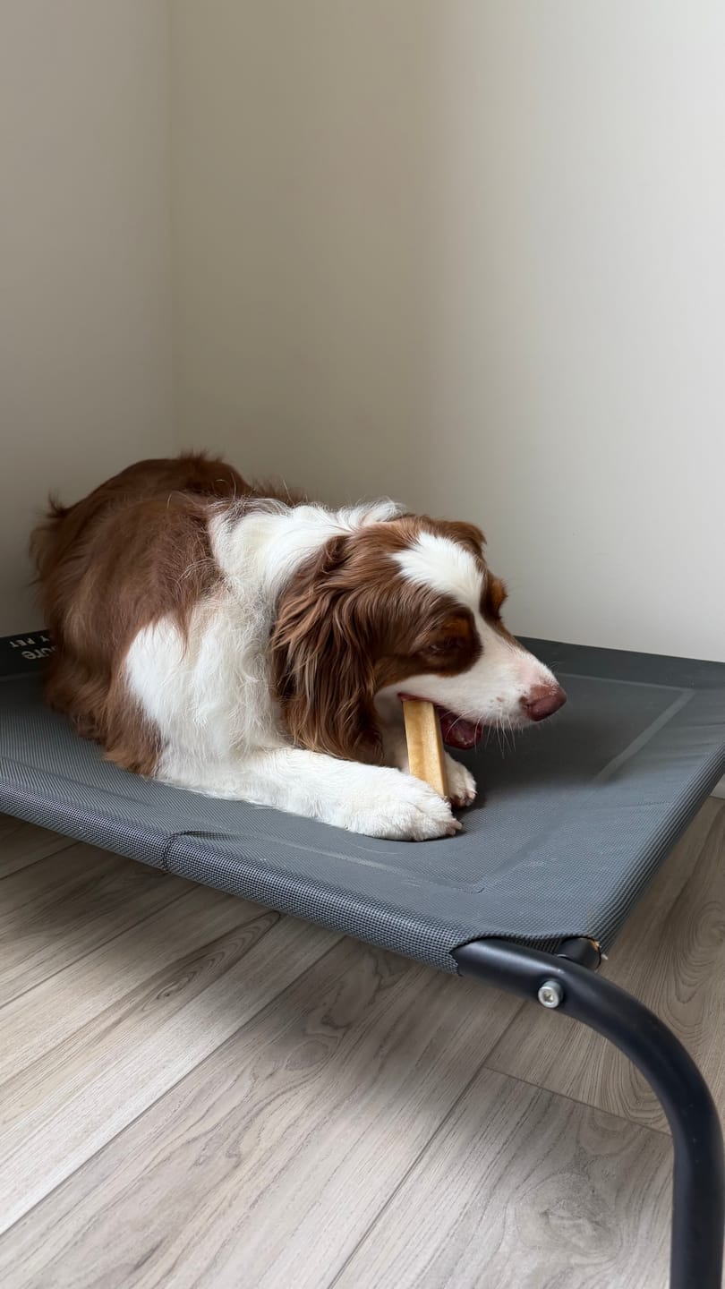 Customer photo review of Himalayan Yak Chew (MEDIUM)
