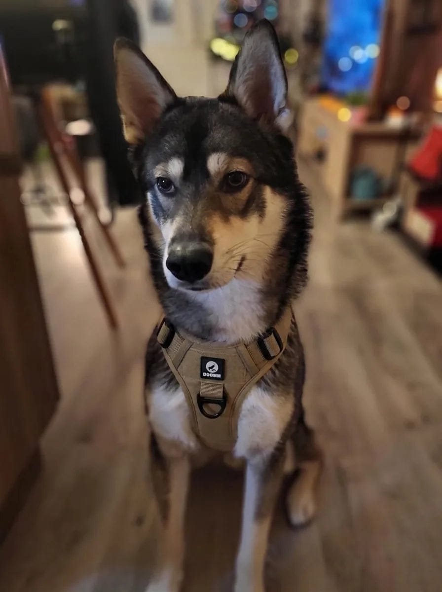 Customer photo review of Harnais pour chien anti-traction & anti-fugue