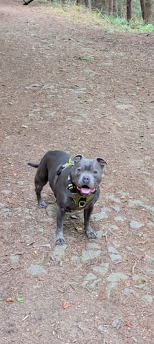 Customer's dog wearing the olive green Anti Pull Hurricane Harness, standing on a dirt path in the woods.