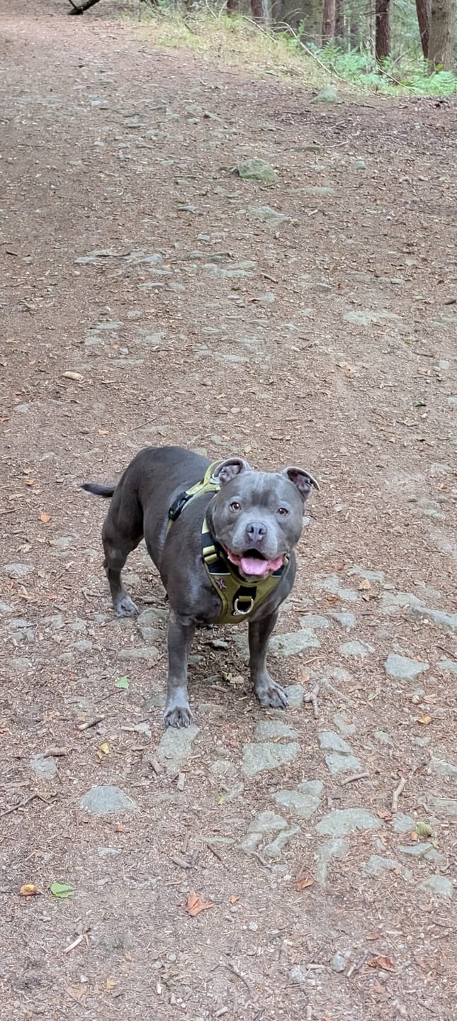 Customer photo review of Anti Pull Hurricane Harness Lighter | With Handle - Olive Green