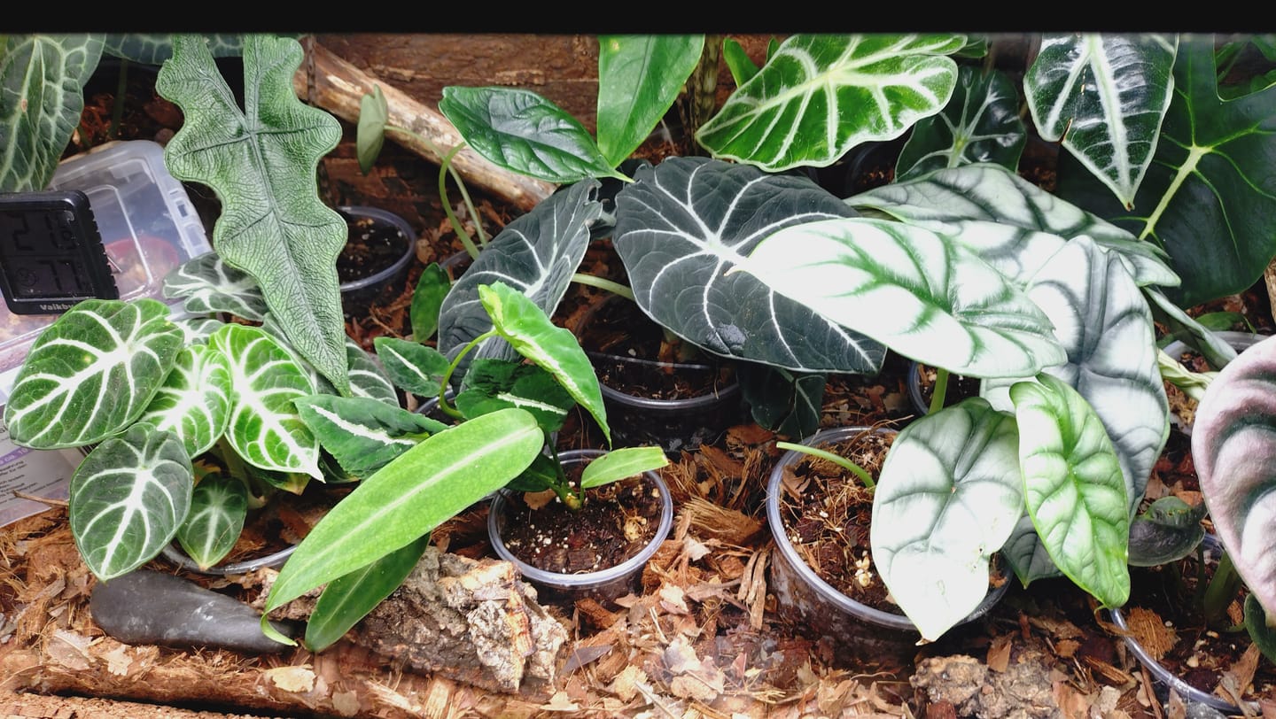 Customer photo review of ANTHURIUM WAROCQUEANUM