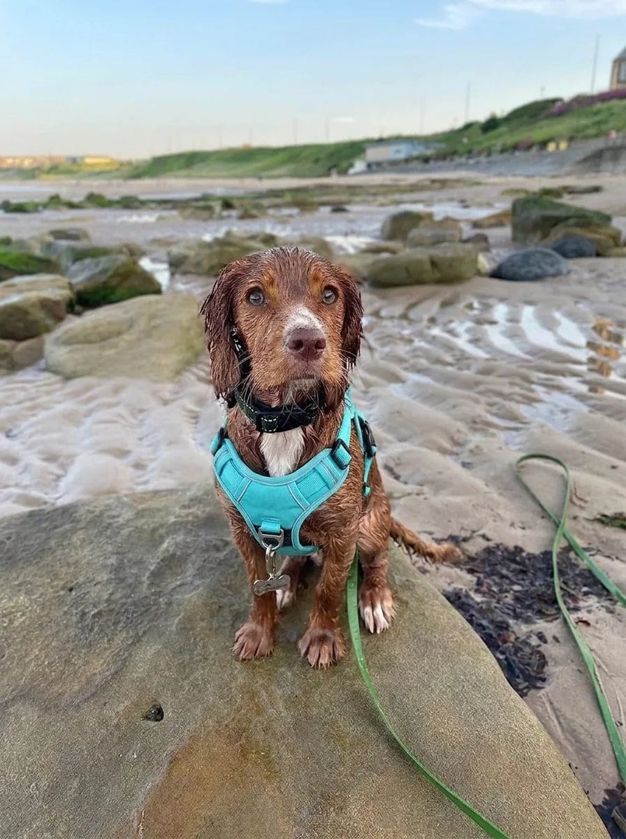Customer photo review of Harnais pour chien anti-traction & anti-fugue