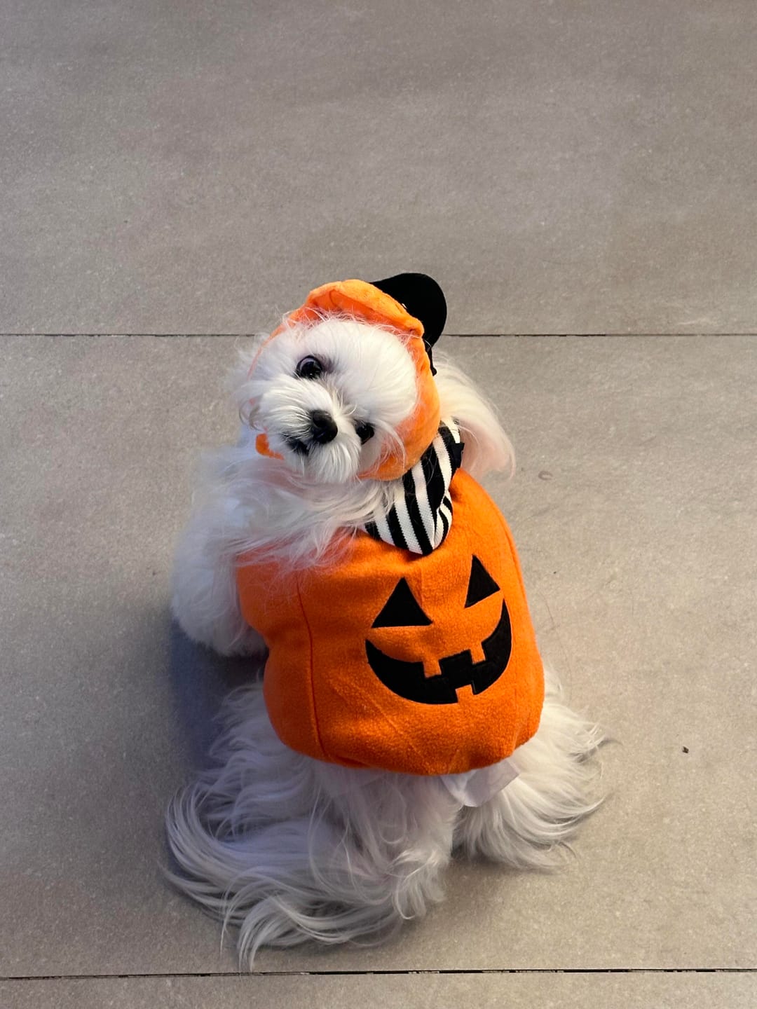 Customer photo review of Halloween Pumpkin Cute costume