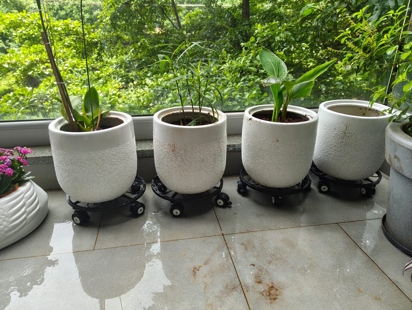 Customer photo review of TryGreen Luna Wheel Rolling Plant Stand for Planters