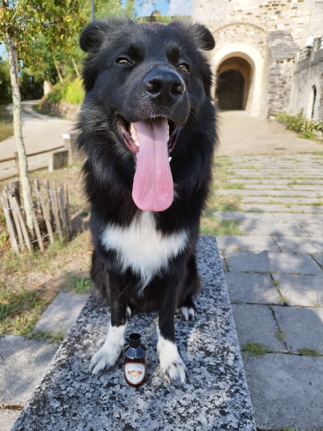 Customer photo review of Shampoing Sans Rinçage - Apaisant pour chien 🏔️