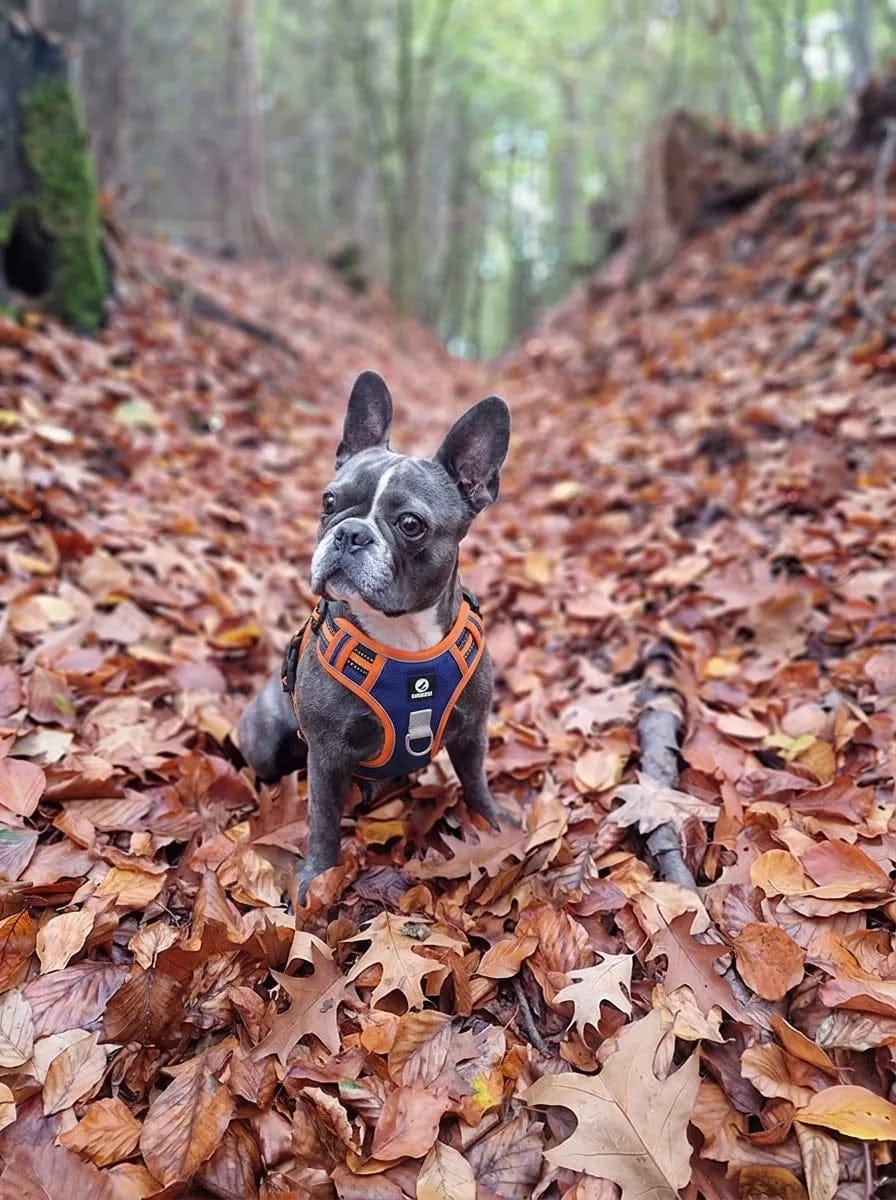 Customer photo review of Harnais anti-traction pour chien