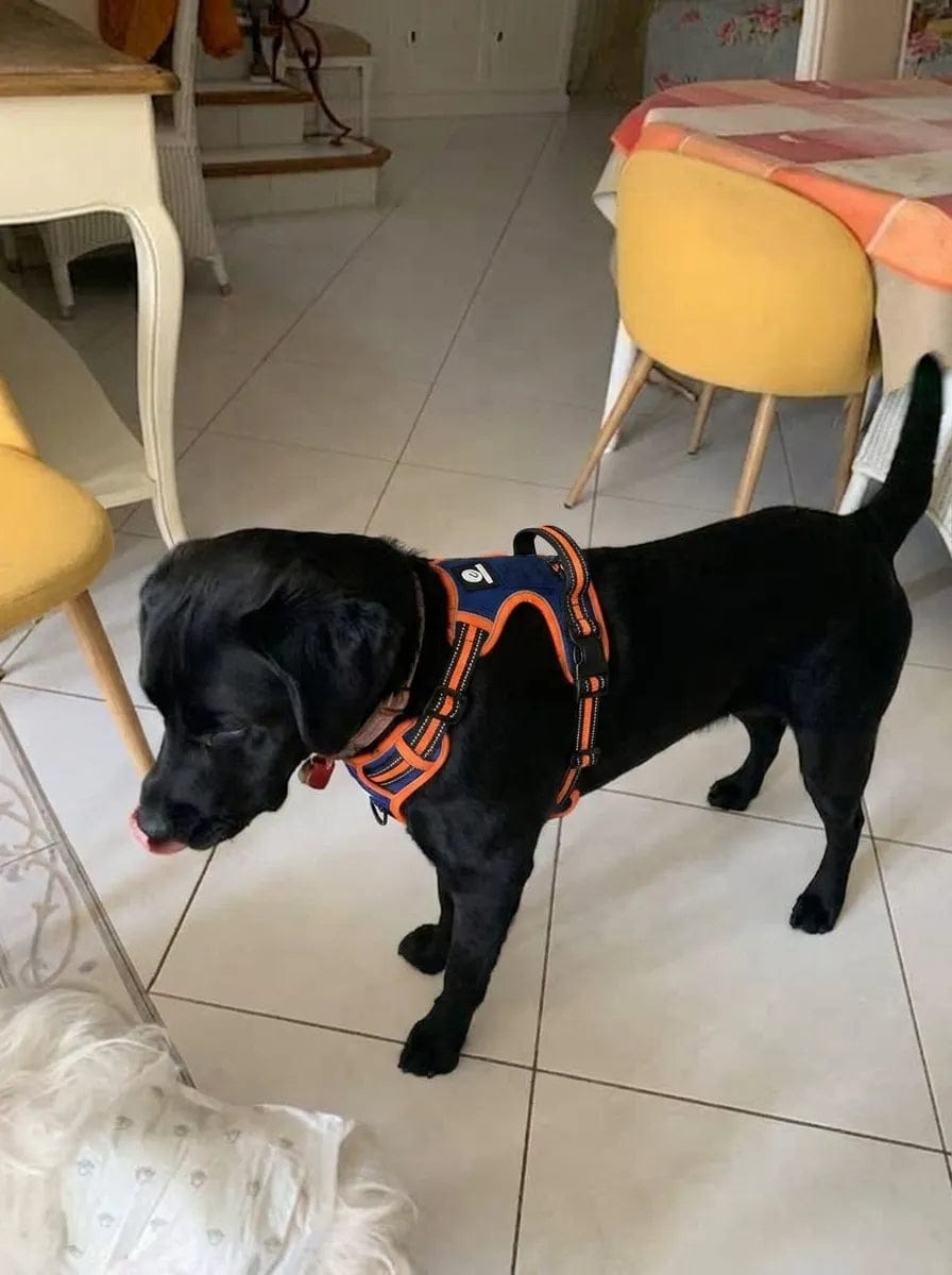 Customer photo review of Harnais anti-traction pour chien