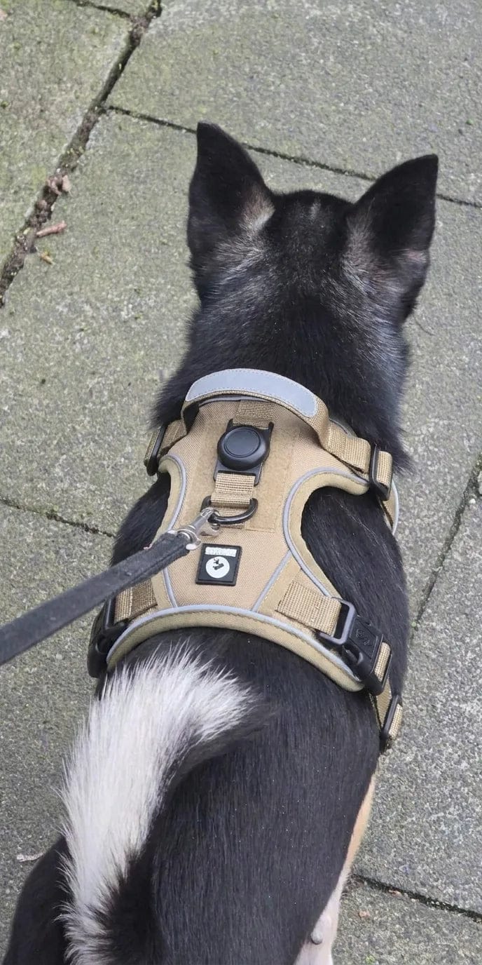 Customer photo review of Harnais pour chien anti-traction & anti-fugue