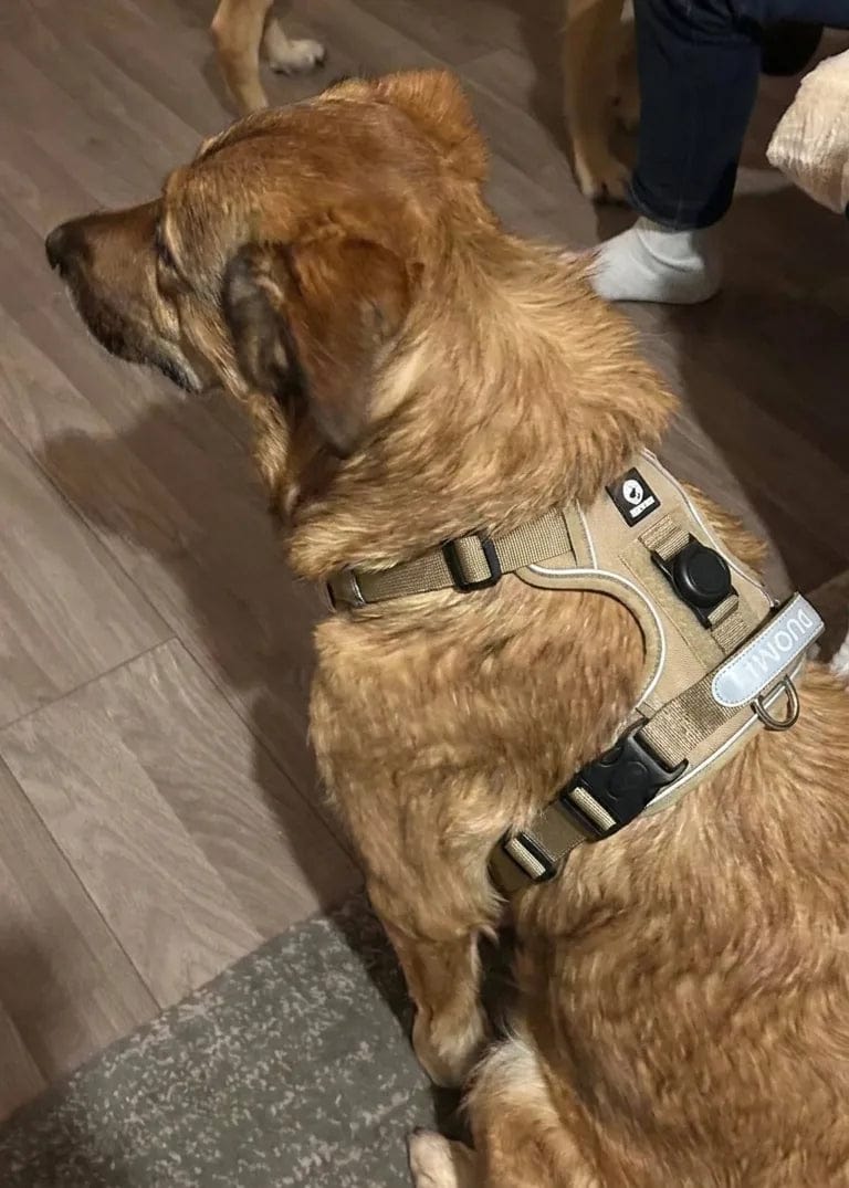 Customer photo review of Harnais pour chien anti-traction & anti-fugue