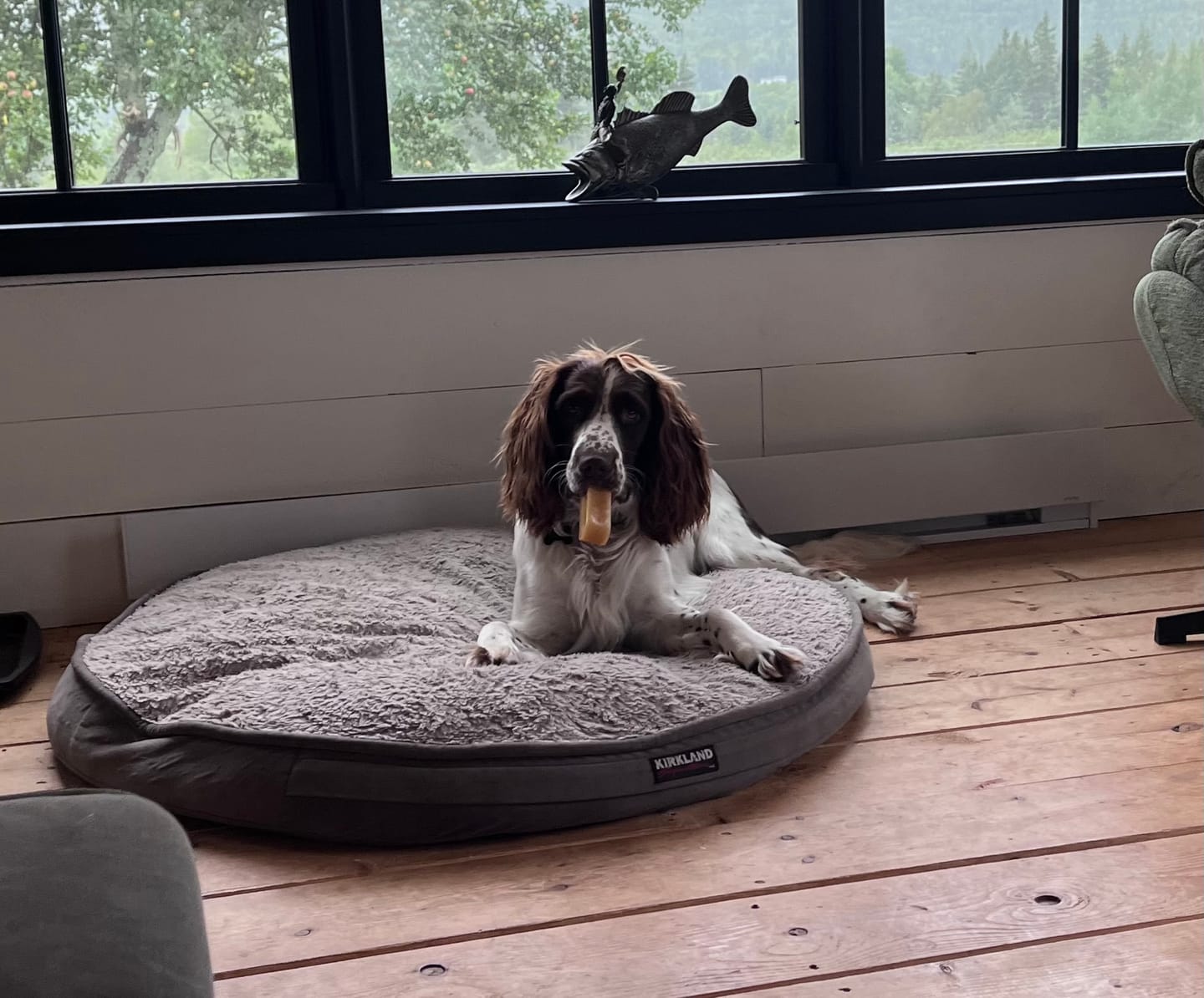 Customer photo review of Himalayan Yak Chew (EXTRA LARGE)