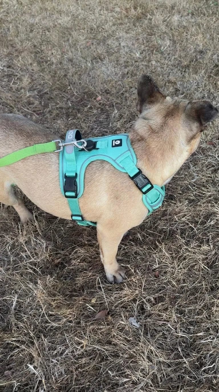 Customer photo review of Harnais pour chien anti-traction & anti-fugue