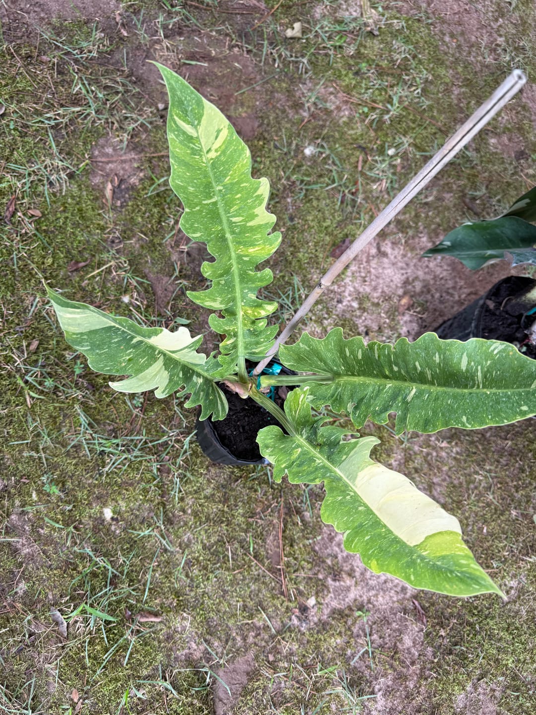 Customer photo review of Philodendron Ring of Fire Variegated