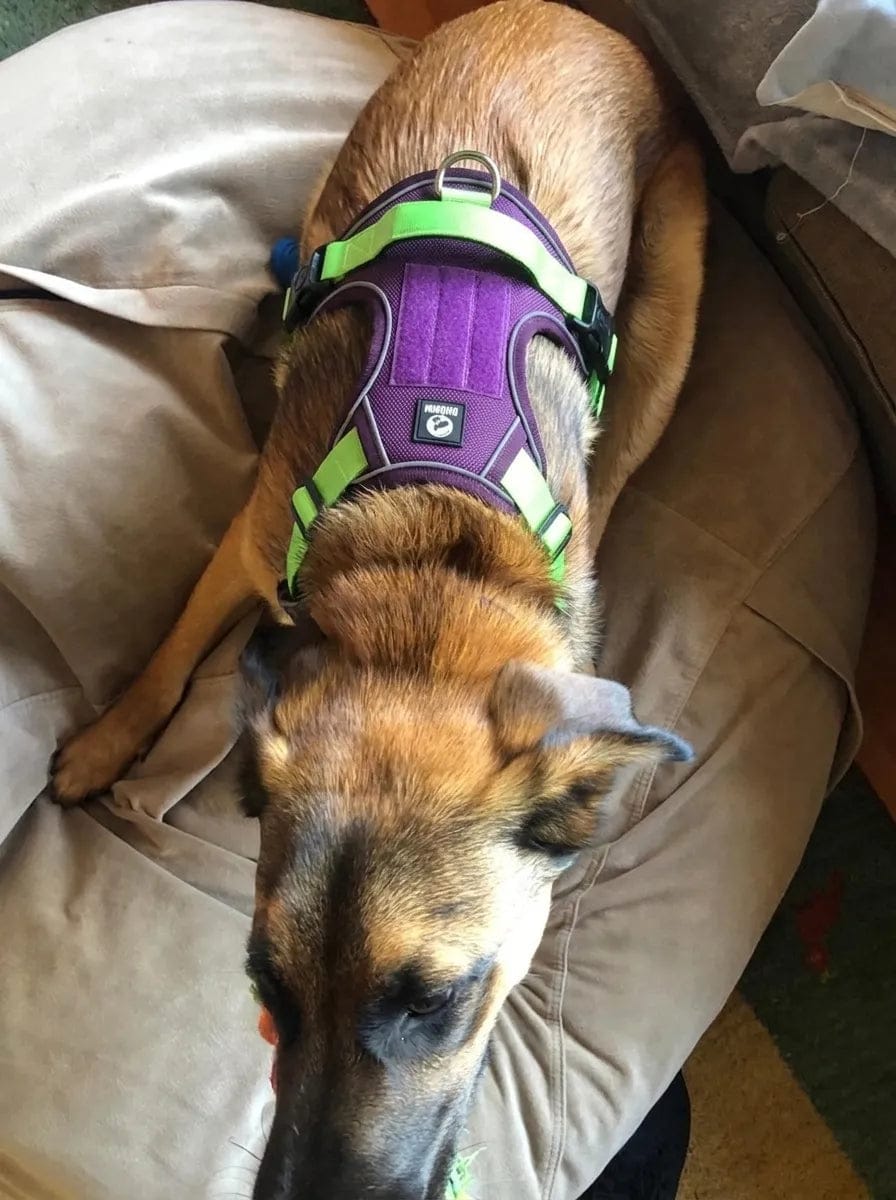 Customer photo review of Harnais anti-traction pour chien