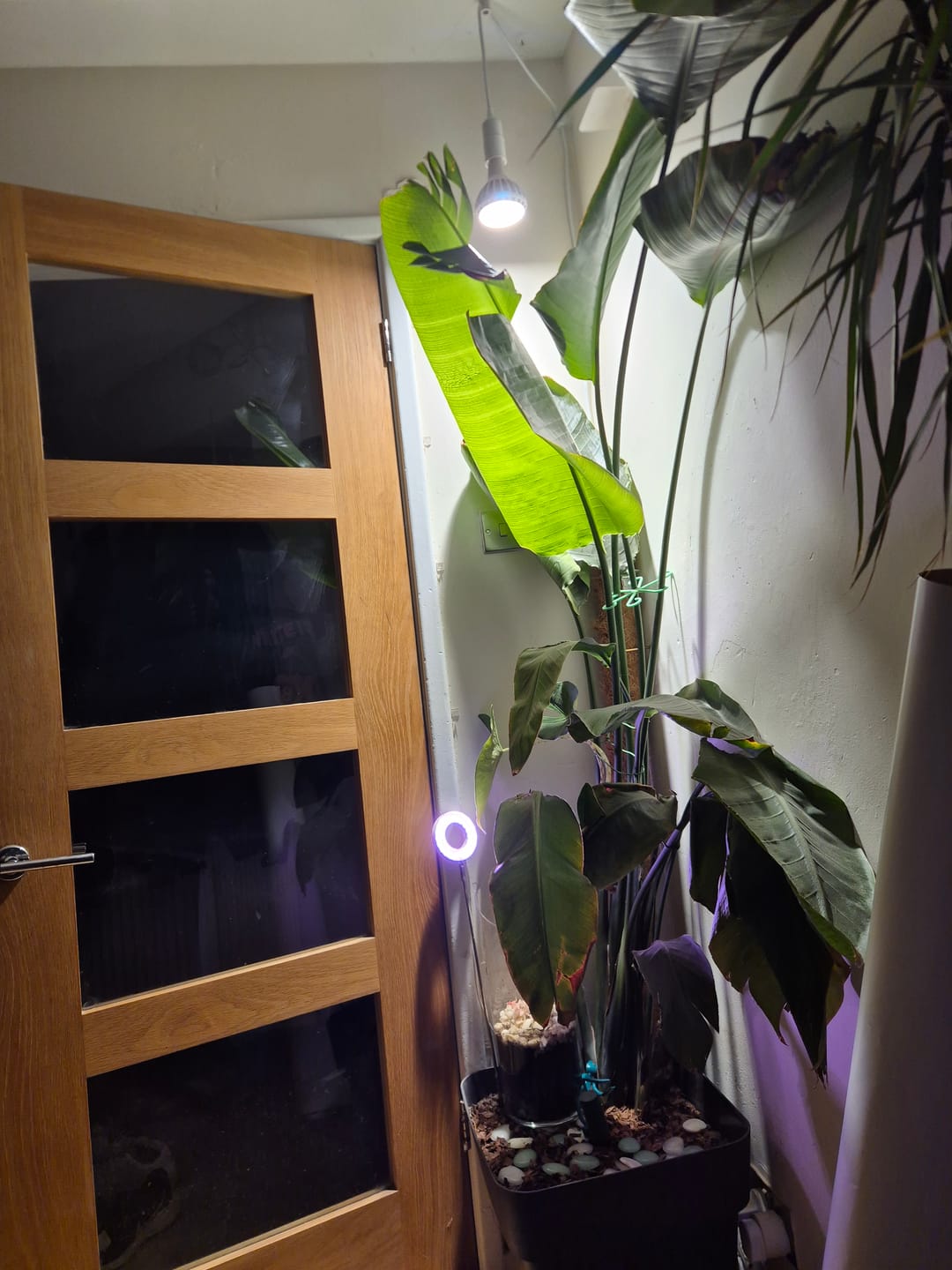Customer photo review of Pianta Grow Light and Enna Plug-in Ceiling Pendant Bundle