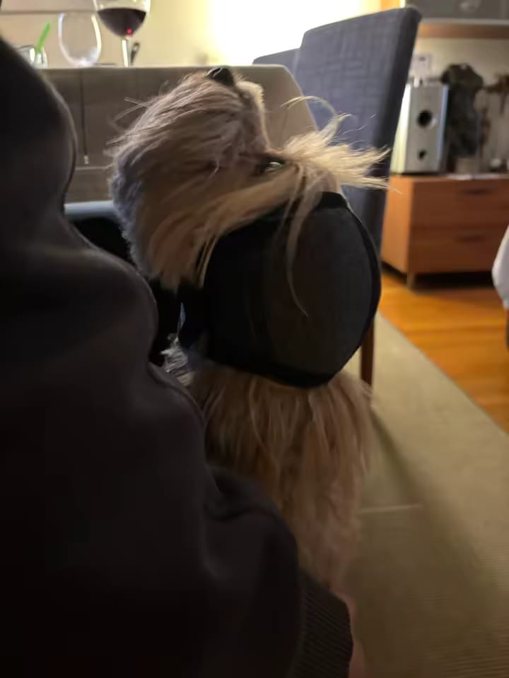Customer photo review of Orejeras Calmantes para Perros