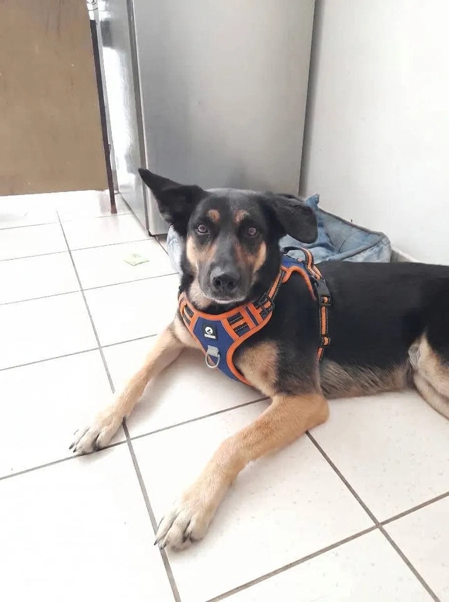 Customer photo review of Harnais anti-traction pour chien