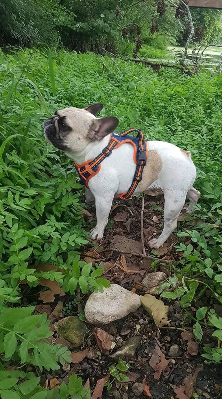 Customer photo review of Harnais anti-traction pour chien