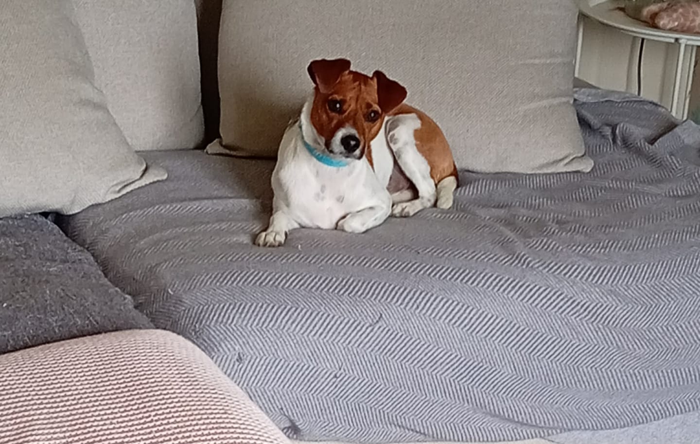 Customer photo review of BIO-COLLAR™ - 8 Months Natural Flea & Tick Protection