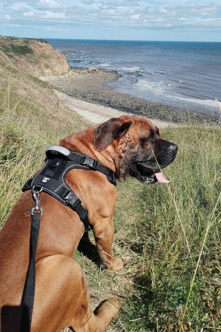 Customer photo review of Harnais pour chien anti-traction & anti-fugue