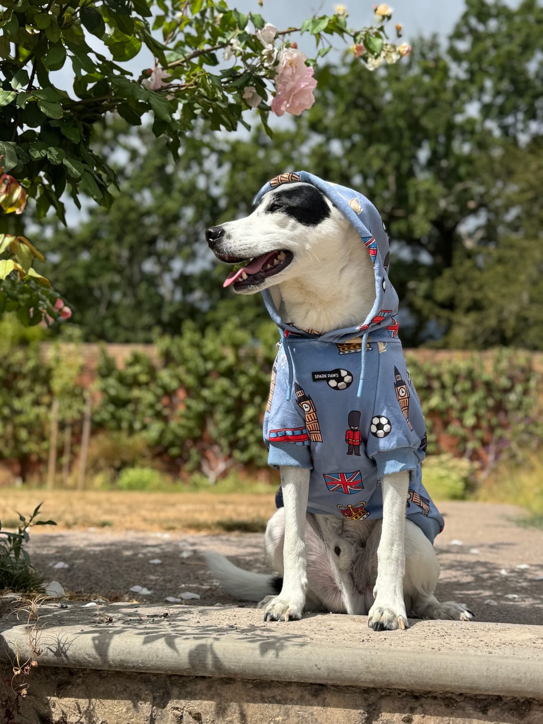 Customer photo review of The UK Dog Hoodie
