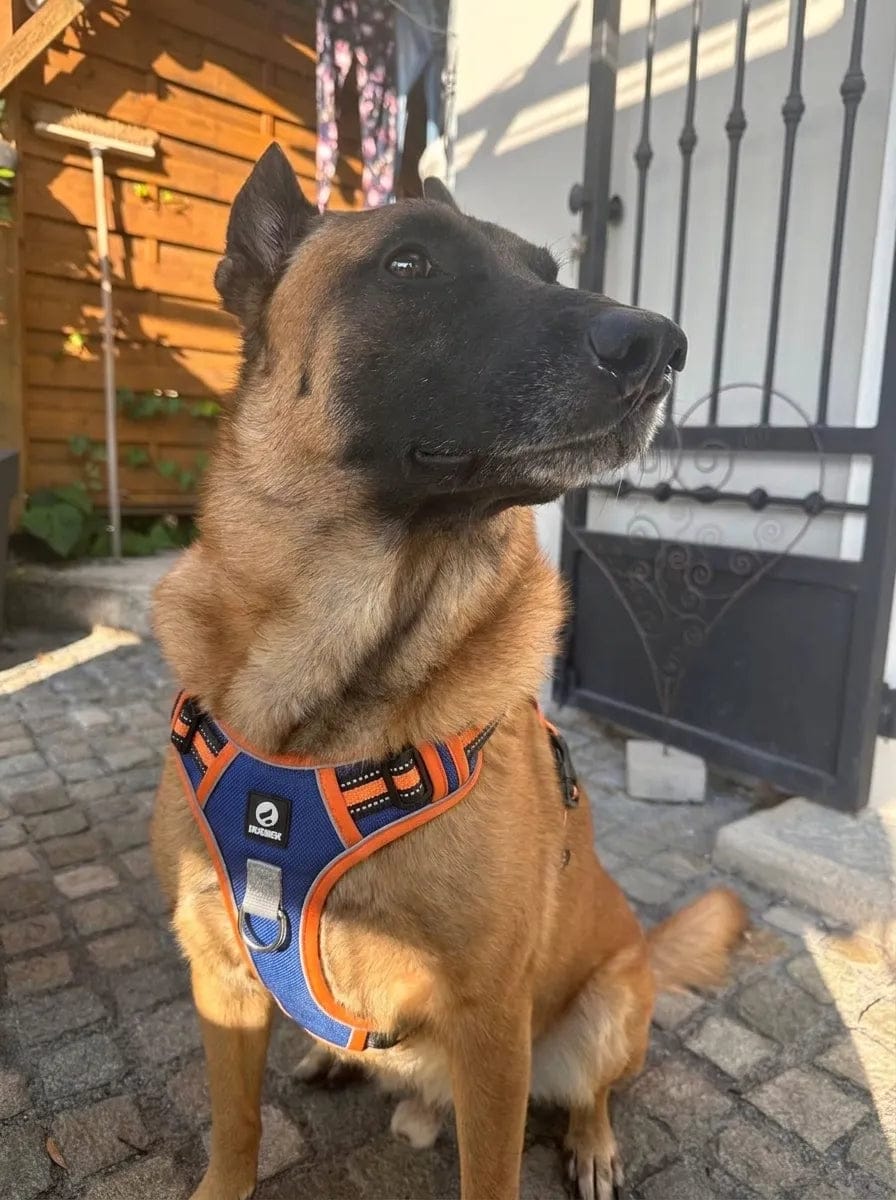 Customer photo review of Harnais anti-traction pour chien