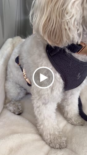 Customer video review of Midnight┃Bouclé Lead