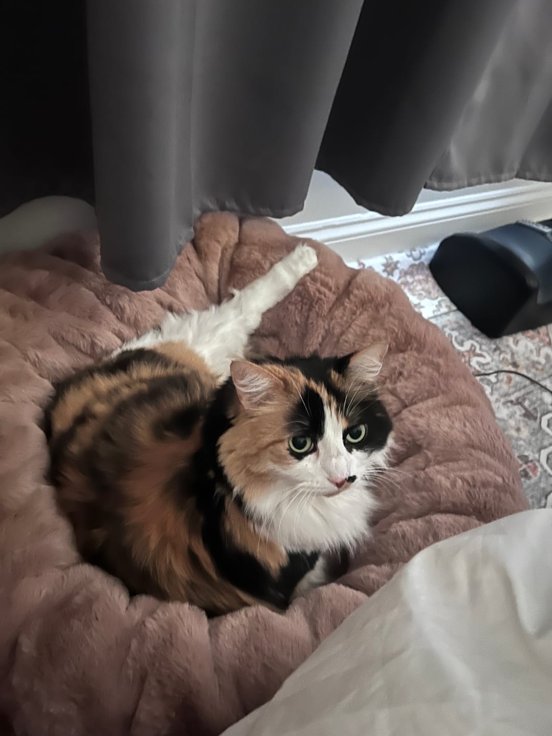 Customer photo review of Milk Chocolate Pet Bed