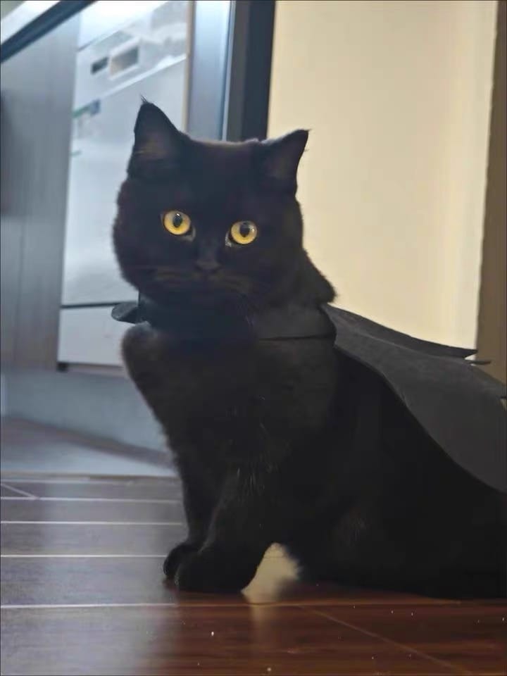 Customer photo review of Halloween Bat Costume