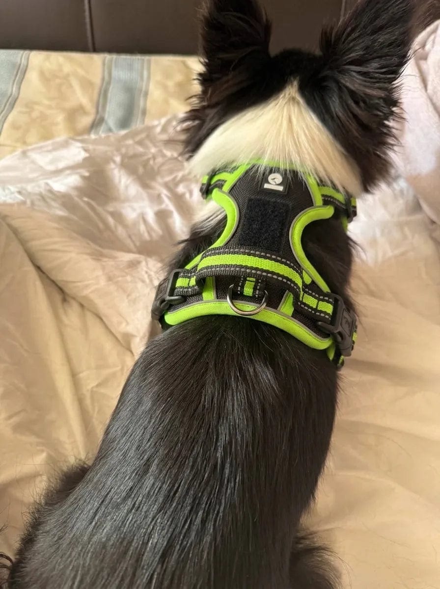 Customer photo review of Harnais anti-traction pour chien