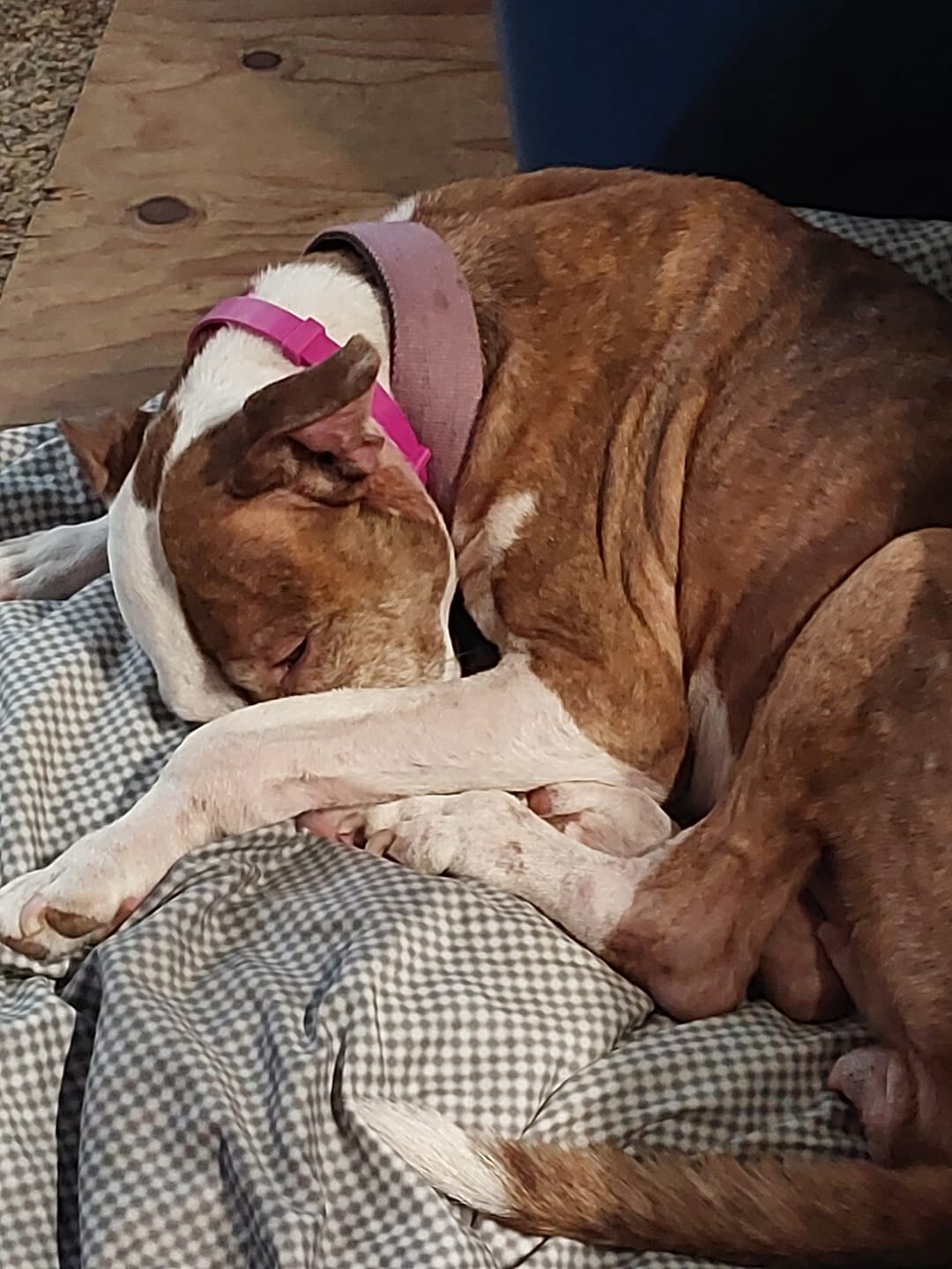 Customer photo review of FurLife™ - 8 Months All Natural Flea and Tick Collar for Dogs