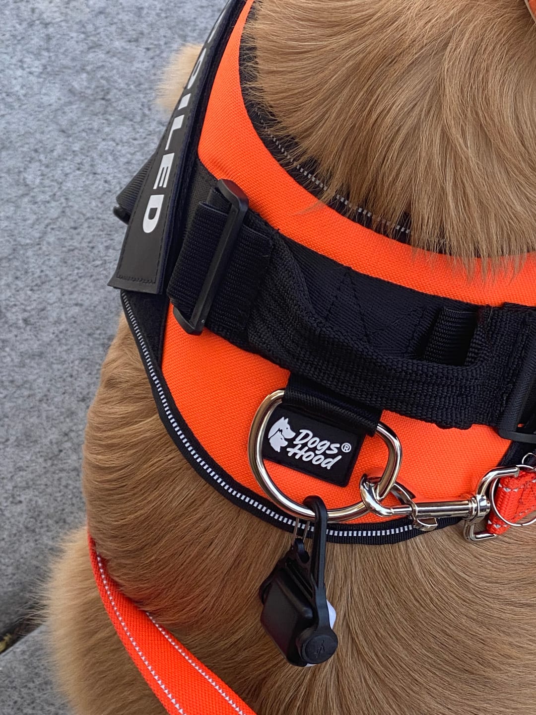 Customer photo review of Personalized Dog Harness