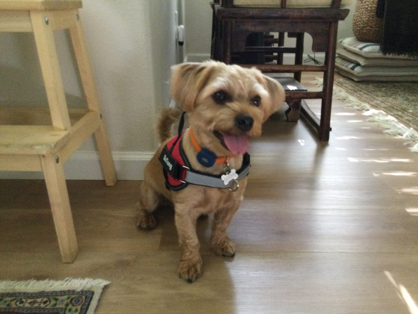 Customer photo review of Personalized Dog Harness