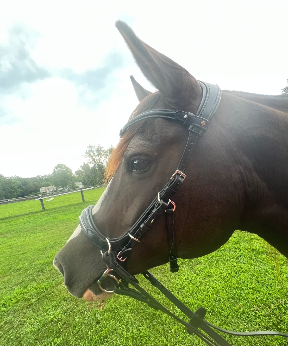 Customer photo review of Oliander Multi bridle - MASEGO bit to bitless system - SILVER