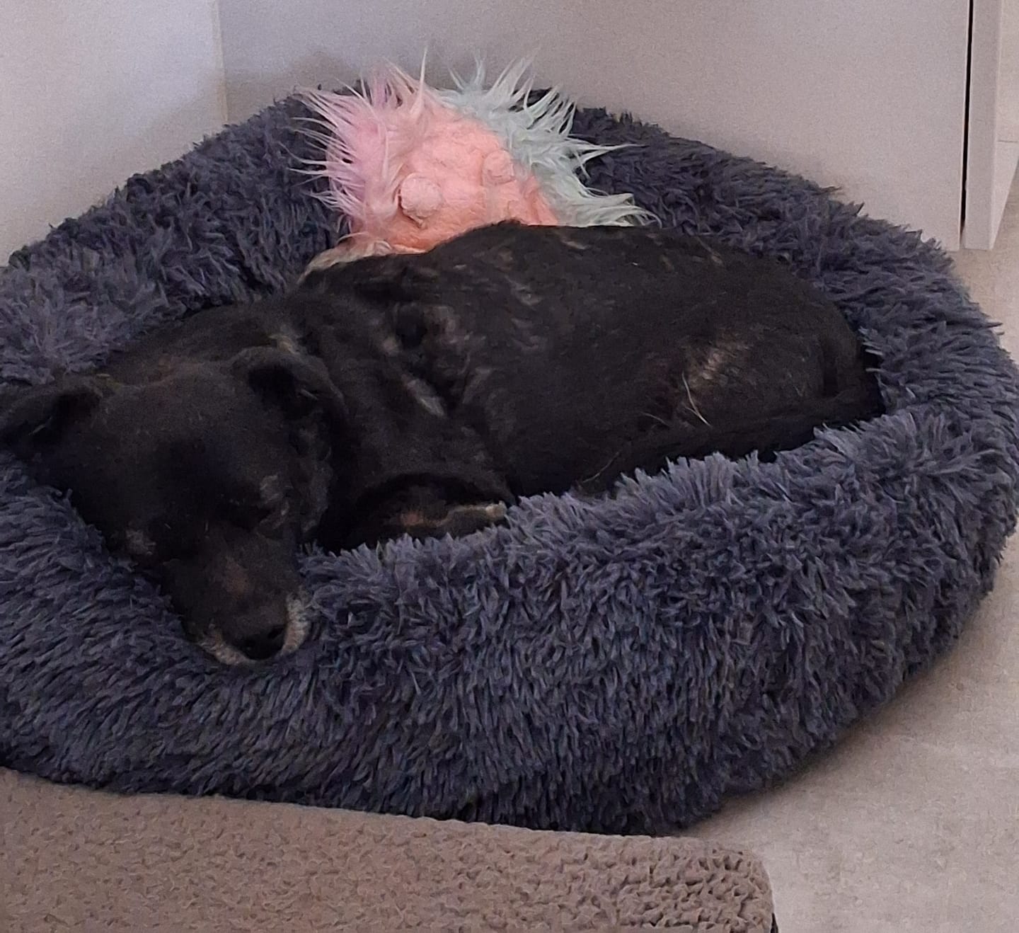 Customer photo review of Puppery Hundebett Wolke 7 - Das Original