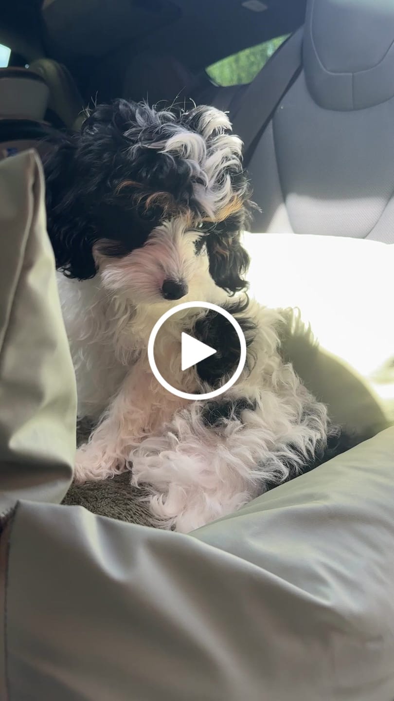 Customer video review of Dog Dock V2 New & Improved LATCH / ISO FIX