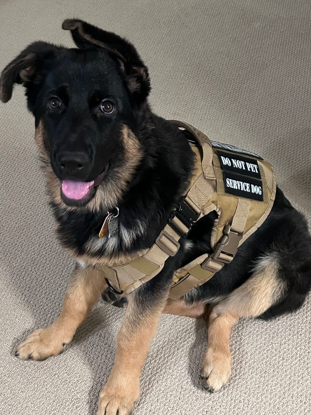 Customer photo review of Team K9® Classic No-Pull Dog Harness