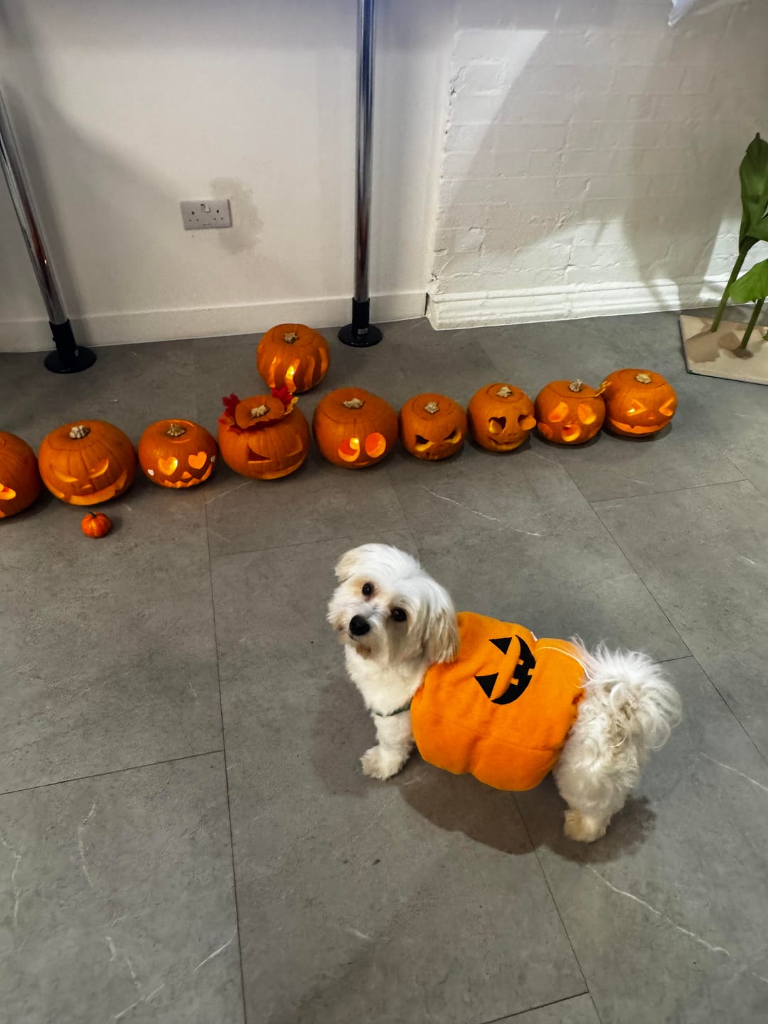 Customer photo review of Halloween Pumpkin Cute costume