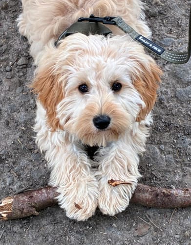 Customer's puppy wearing the Trail & Glow Dog Harness in khaki, lying down outdoors with a stick.