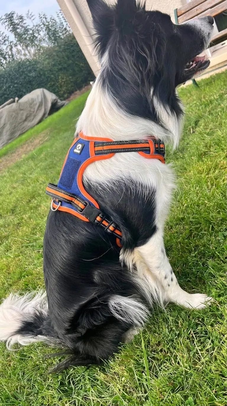 Customer photo review of Harnais anti-traction pour chien