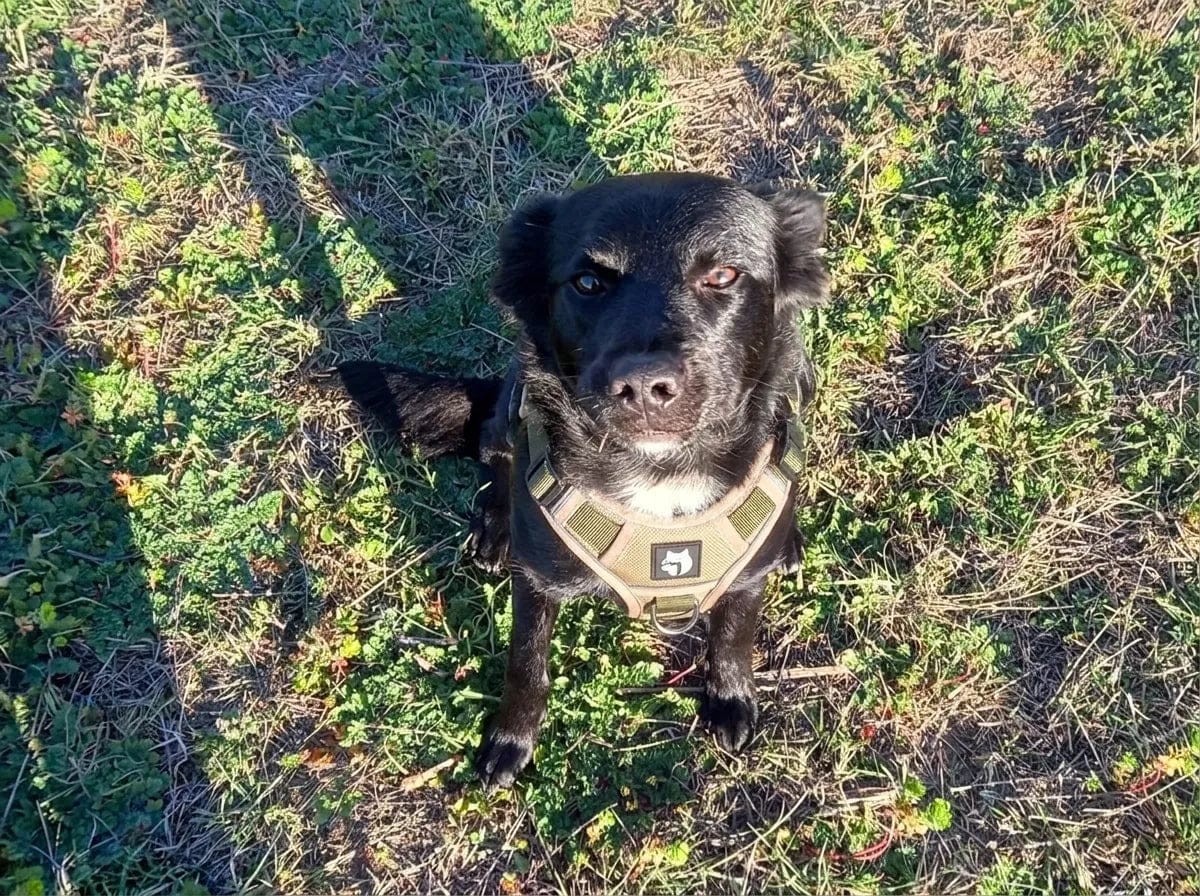 Customer photo review of Harnais anti-traction pour chien