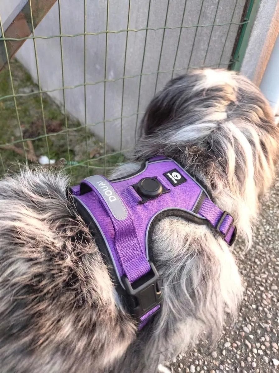 Customer photo review of Harnais pour chien anti-traction & anti-fugue