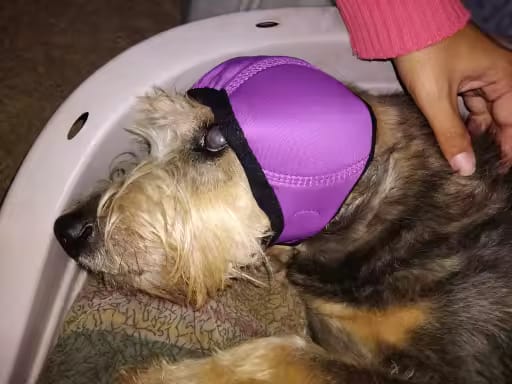 Customer photo review of Orejeras Calmantes para Perros