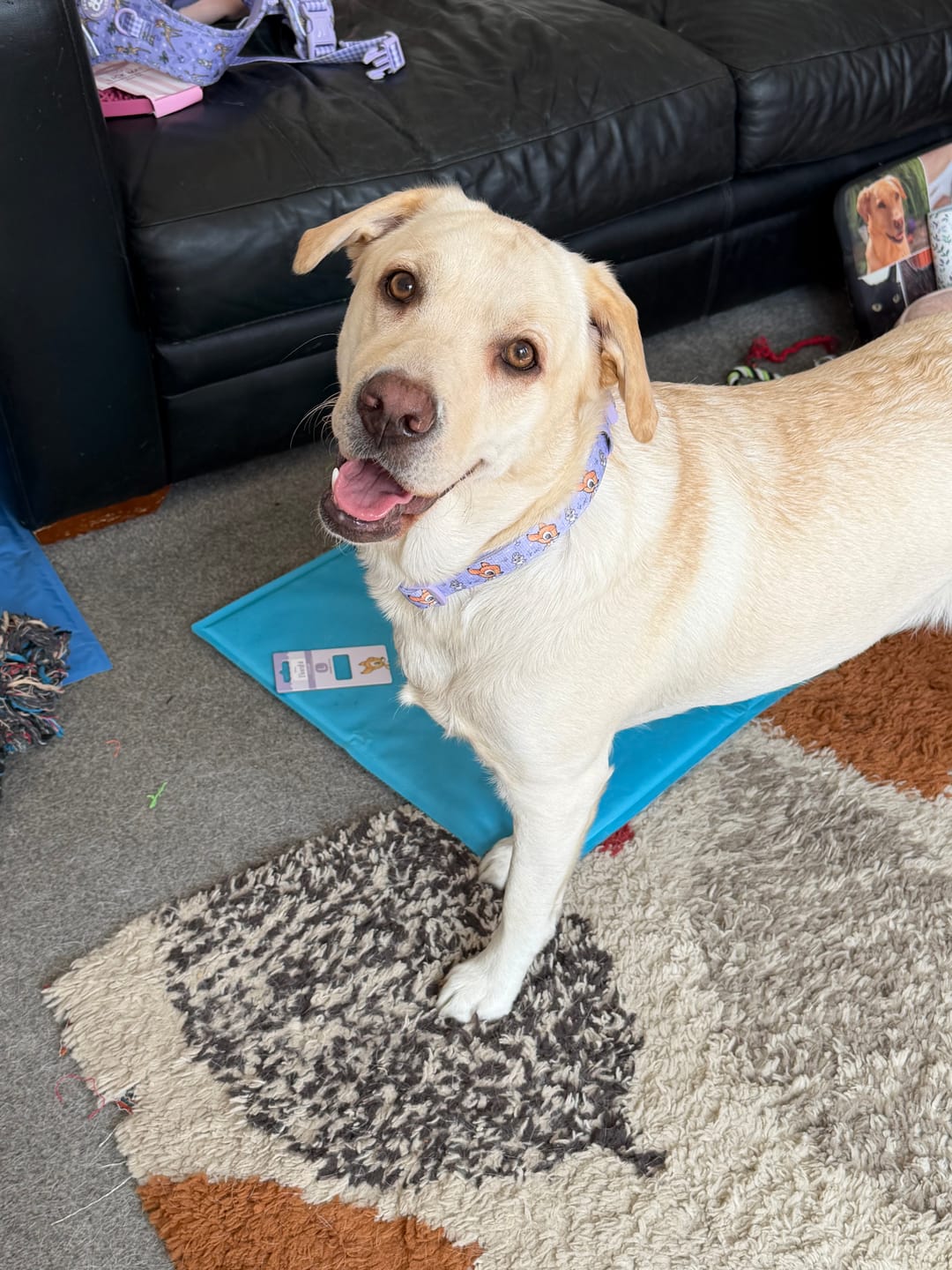 Customer photo review of Disney© Collar - Bambi + Friends Lilac
