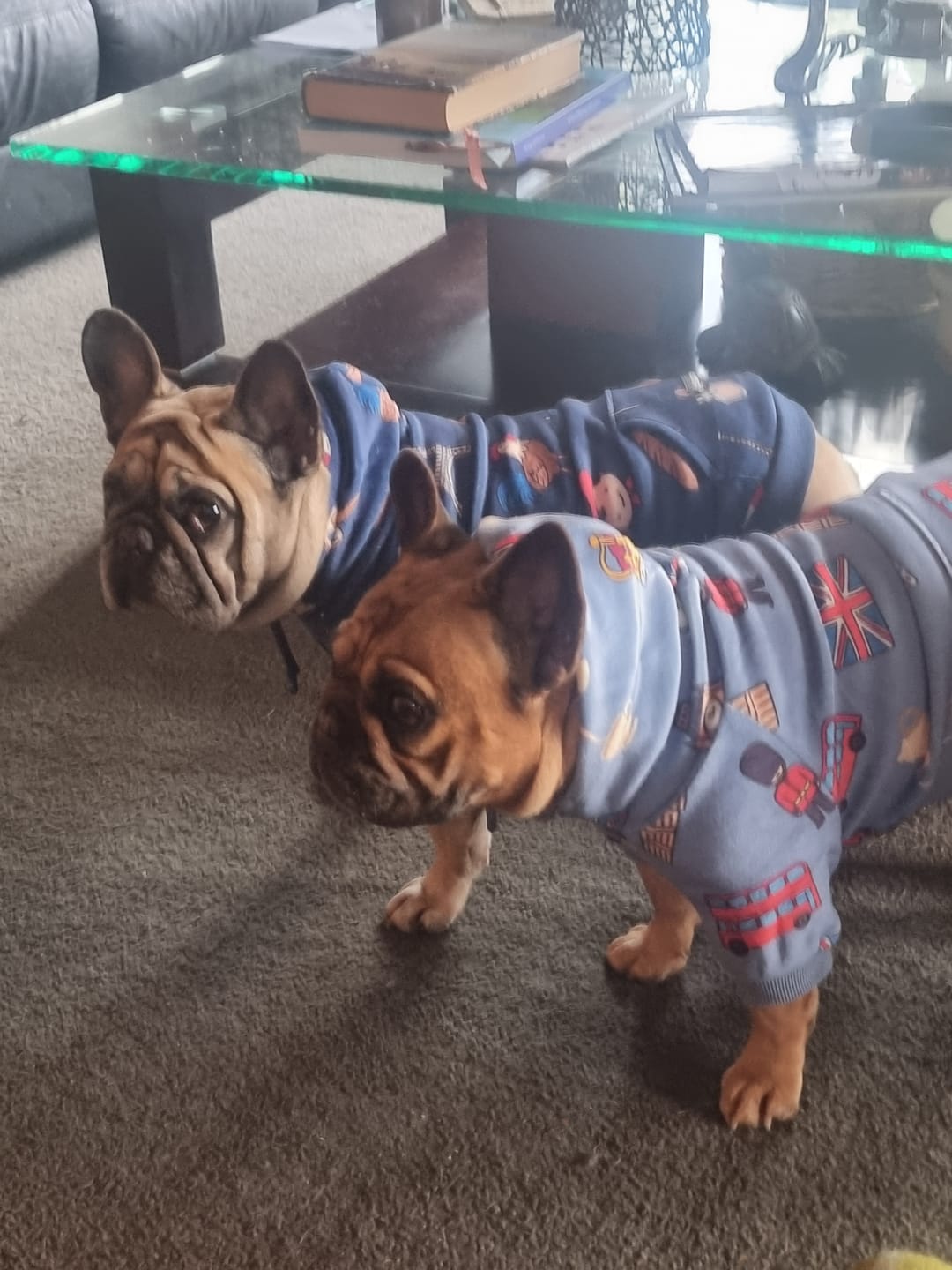 Customer photo review of The UK Dog Hoodie