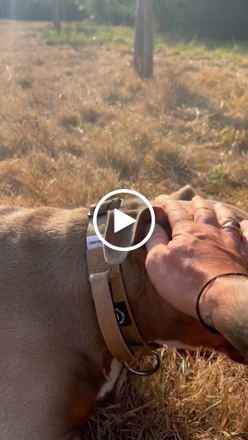 Customer video review of 4cm Combat® Collar | With Handle & Secure Clip - Tan