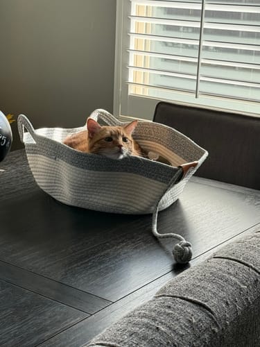 Customer's orange cat resting inside a white woven Instinct Basket on a table near a window.
