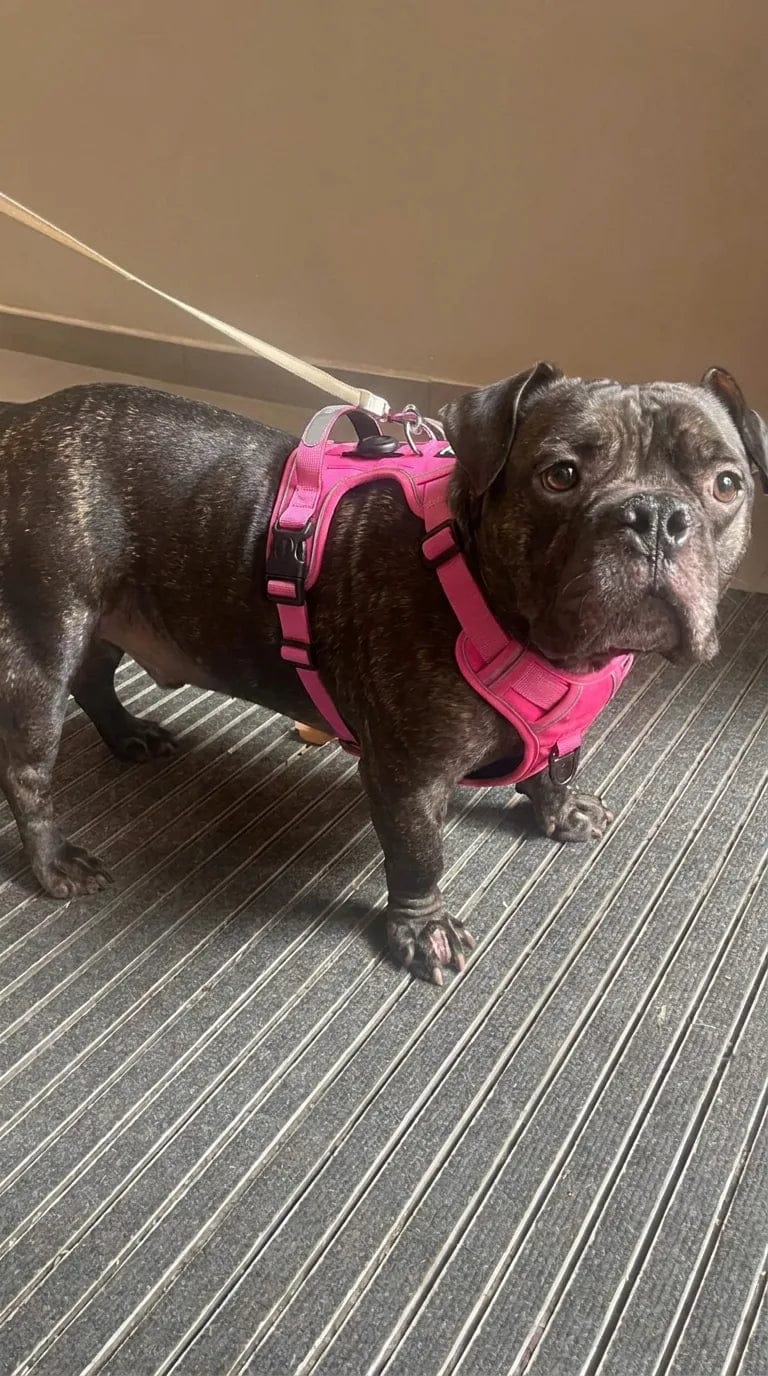 Customer photo review of Harnais pour chien anti-traction & anti-fugue