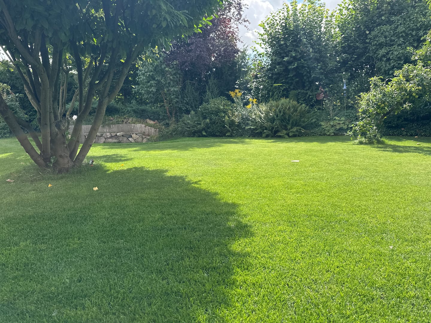 Customer photo review of Animatio® Profi-Rasendünger